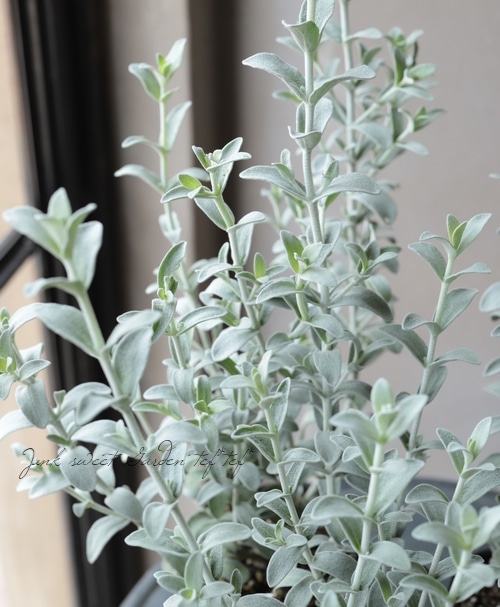 �ԥƥ����ǥ������إե����꡼�ԥ󥯡١�