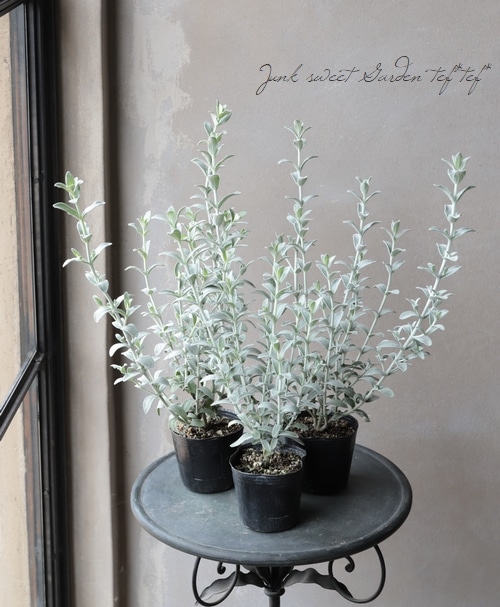 �ԥƥ����ǥ������إե����꡼�ԥ󥯡١�