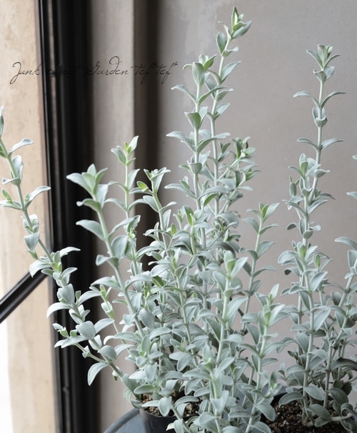 �ԥƥ����ǥ������إե����꡼�ԥ󥯡١�