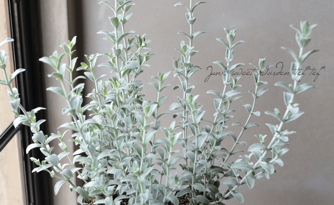 �ԥƥ����ǥ������إե����꡼�ԥ󥯡١�