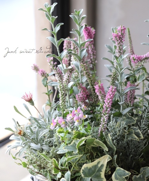 �ԥƥ����ǥ������إե����꡼�ԥ󥯡١�