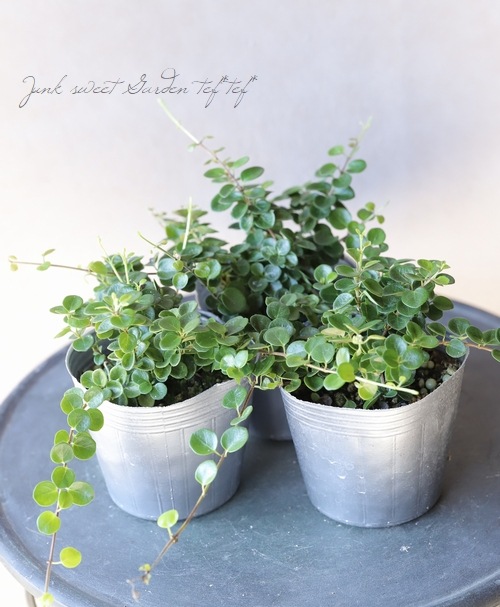ロニセラ マカロン すべての商品 Junk Sweet Garden Tef Tef ロニセラ マカロン すべての商品 Junk Sweet Garden Tef Tef