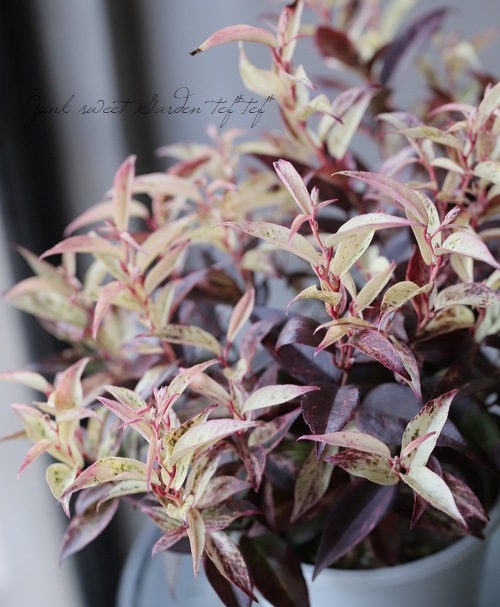 ���Υ���ʥ�ƥ󡡡إ륳�ơ��ޥ����������