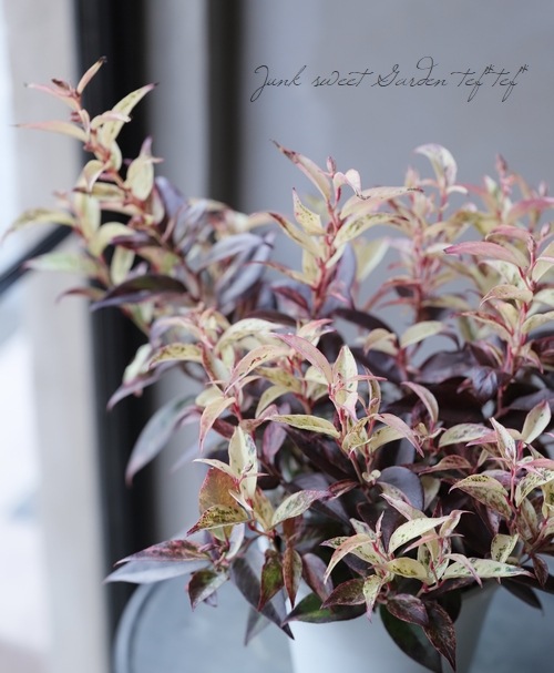 ���Υ���ʥ�ƥ󡡡إ륳�ơ��ޥ����������