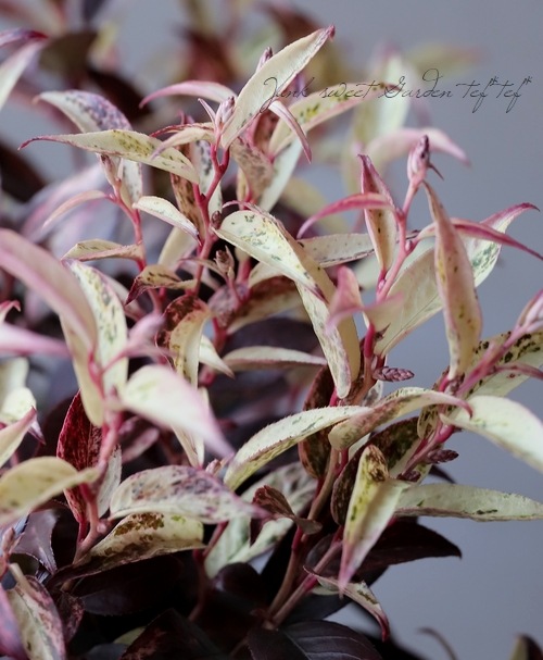 ���Υ���ʥ�ƥ󡡡إ륳�ơ��ޥ����������