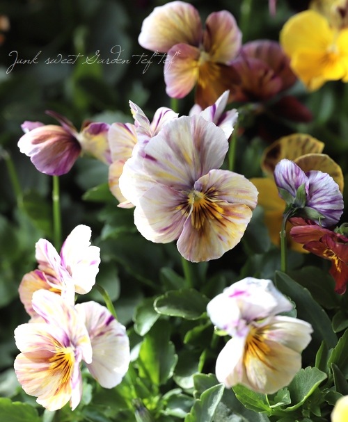 モザイク模様の絞りビオラ 『ブラッシュストローク』 | すべての商品