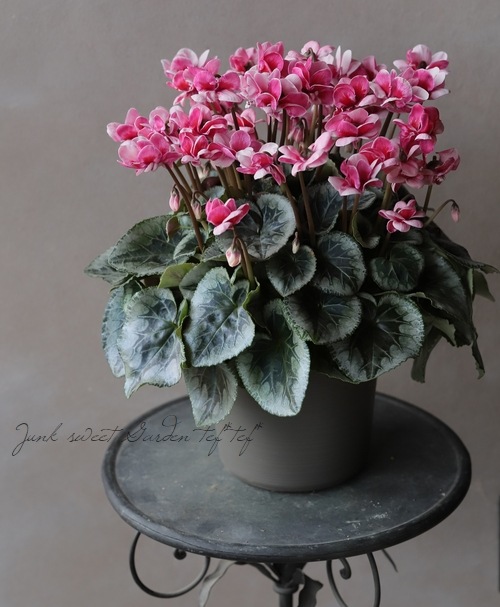 八重咲きシクラメン フェアリーピコ 『ダブル』【No.B】 | すべての