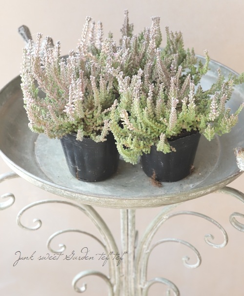 ����С��꡼�դΥ��롼�ʡ������ǥ󥬡��륺���إե�åե���