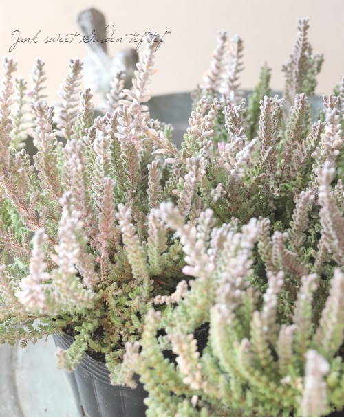 ����С��꡼�դΥ��롼�ʡ������ǥ󥬡��륺���إե�åե���