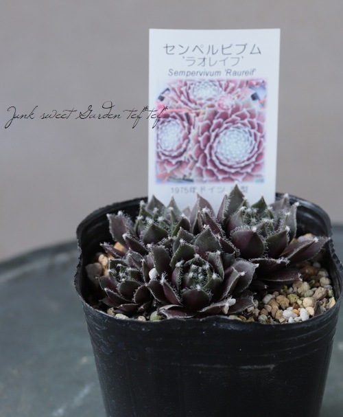 多肉植物】センペルビウム『ラオレイフ』 | Leaf Species,多肉植物