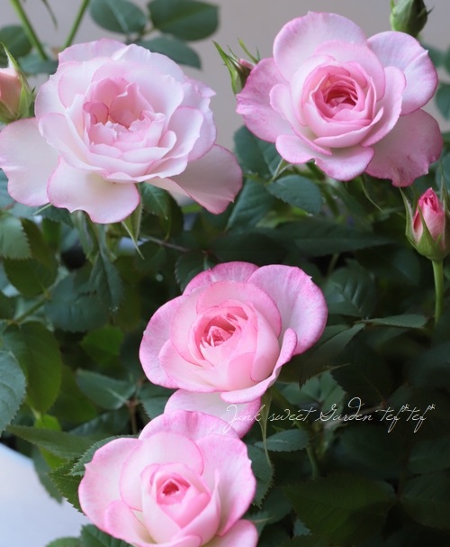 �ߥ˥Х顦���ץƥ��ޥ�����塡�إ�֥꡼�ץ�󥻥��١�