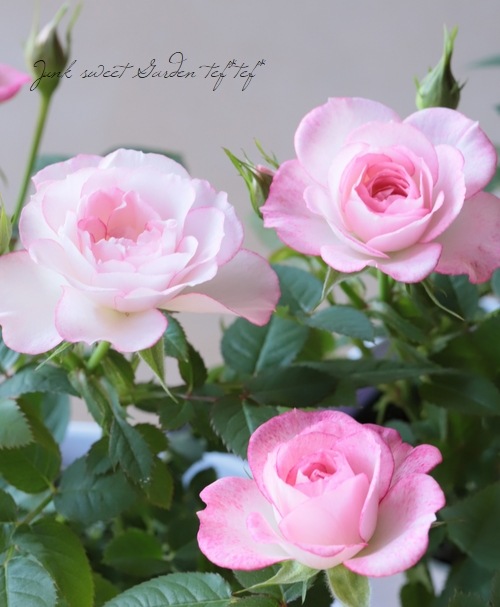 ミニバラ・オプティマチュチュ 『ラブリープリンセス』 | すべての商品