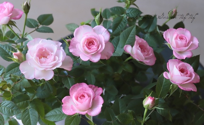 �ߥ˥Х顦���ץƥ��ޥ�����塡�إ�֥꡼�ץ�󥻥��١�