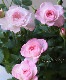 �ߥ˥Х顦���ץƥ��ޥ�����塡�إ�֥꡼�ץ�󥻥��١�