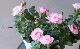�ߥ˥Х顦���ץƥ��ޥ�����塡�إ�֥꡼�ץ�󥻥��١�