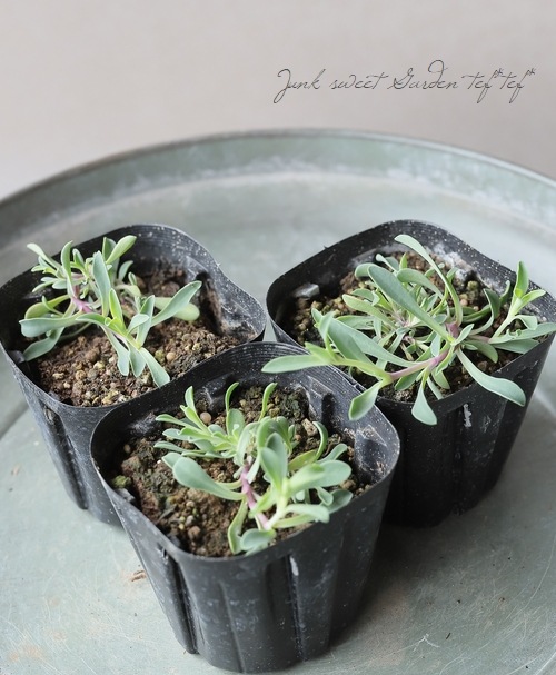 八重咲きシレネ 『スワンレイク』 | すべての商品 | | Junk sweet