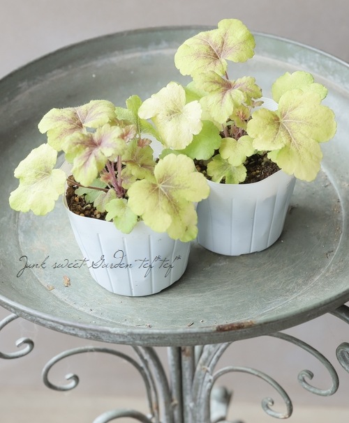 �ڥϥ�ǥ���� �ҥ塼���顡�إ�����ɥ��֥��