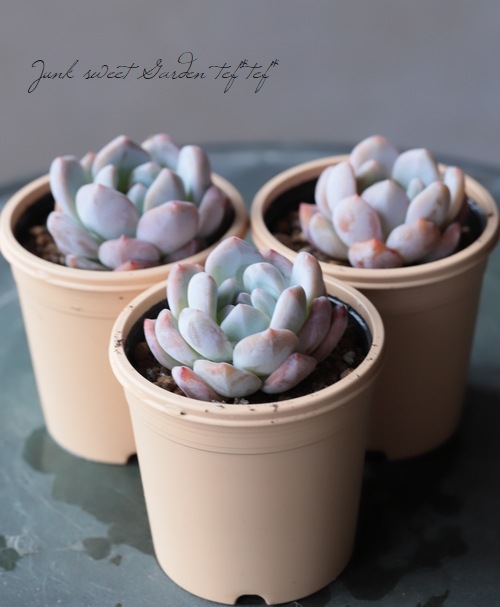 多肉植物】 『モンロー』 エケベリア属 いとうぐりーん | すべての商品