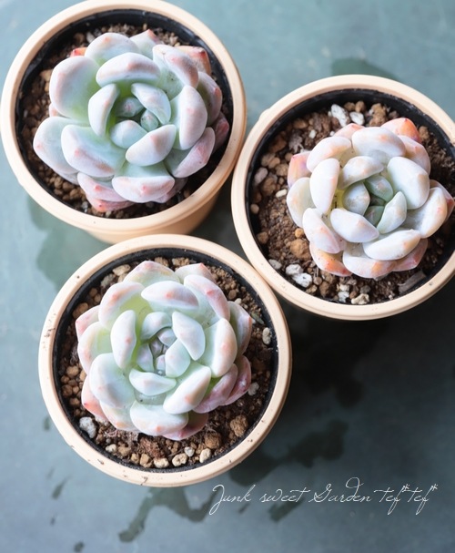 ★エケベリア モンロー×ブラッククィーン wb1014-130 (農園プラティナ)(同梱発送)(韓国苗 / 多肉植物 / サボテン) エケベリア モンローQ Echeveria \u0027Monroe Q\u0027｜多肉植物図鑑 PUKUBOOK