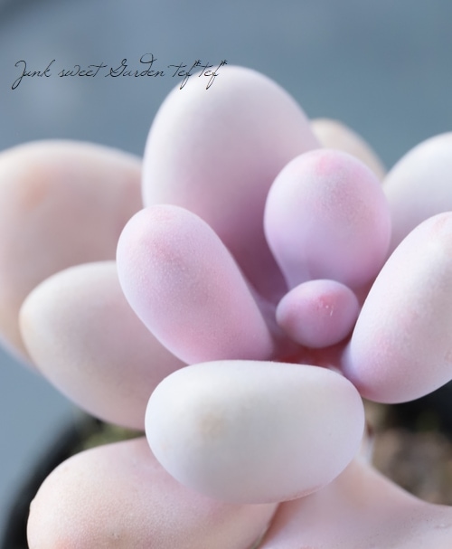 ��¿����ʪ�ۡ��إ���������ʥ�١�����ץȥڥ����°��