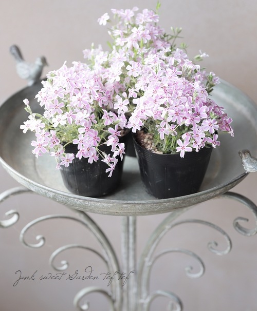 シバザクラ 『多摩の流れ -タマノナガレ-』 (キャンディストライプ