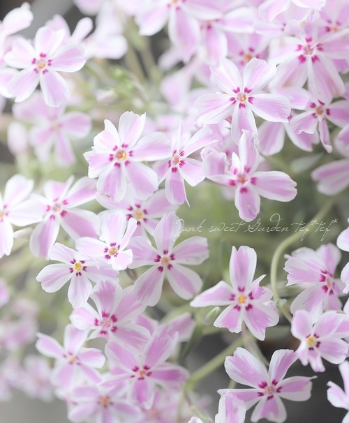 シバザクラ 『多摩の流れ -タマノナガレ-』 (キャンディストライプ