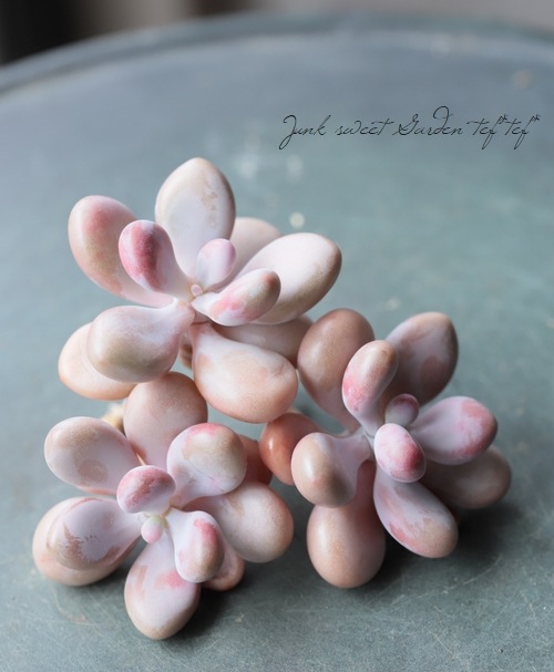 ��¿����ʪ�ۡ��إ���������ʥ�١�����ץȥڥ����°��