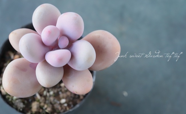 ��¿����ʪ�ۡ��إ���������ʥ�١�����ץȥڥ����°��