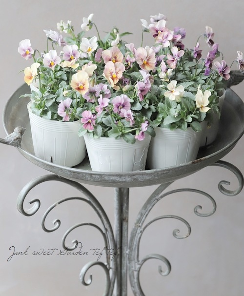 ○【高澤さんオリジナル】 ビオラ 『トワイライト』 【A】 | すべての