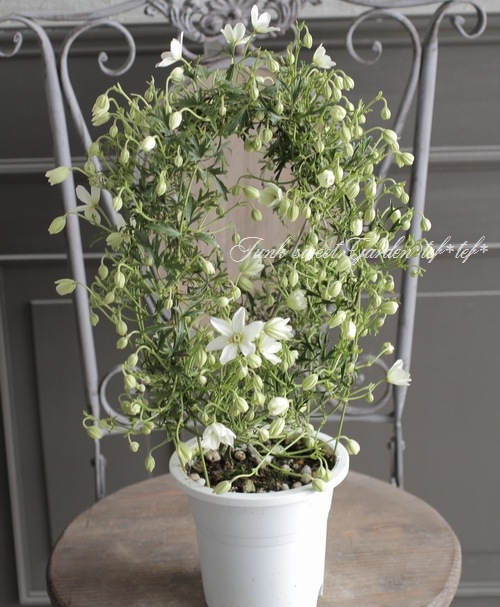常緑クレマチス カートマニージョー すべての商品 Junk Sweet Garden Tef Tef