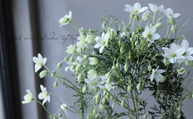 花 モンタナ系クレマチス 