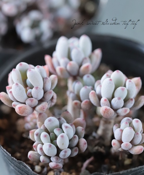 多肉植物】 『ブルービーン』 グラプトペタルム属 | すべての商品