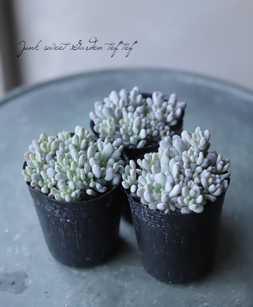 多肉植物】 『ブルービーン』 グラプトペタルム属 | すべての商品