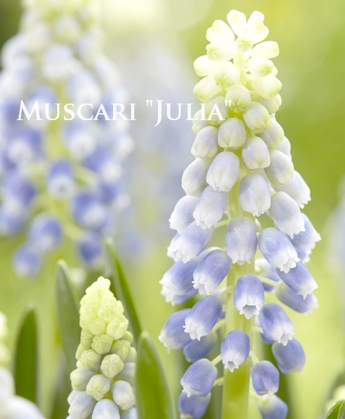 �ڵ庬�� �ॹ���� �إ���ꥢ�� 5�� 