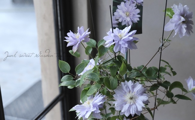 クレマチス 千の風 パテンス八重系　つる性 宿根草 蕾沢山有り 約60㌢　宅急便 クレマチス 千の風 パテンス八重系 つる性 宿根草 蕾沢山有り 約60㌢