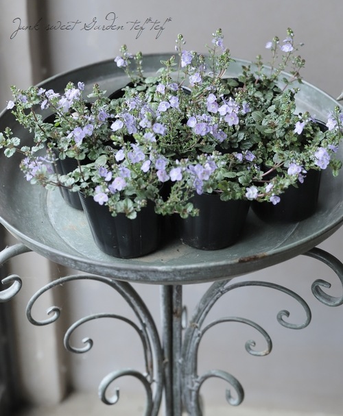 �٥��˥����ڥȥ�󥨥����إ����������ڥ꡼�֥롼��