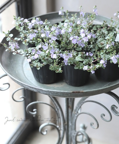 �٥��˥����ڥȥ�󥨥����إ����������ڥ꡼�֥롼��