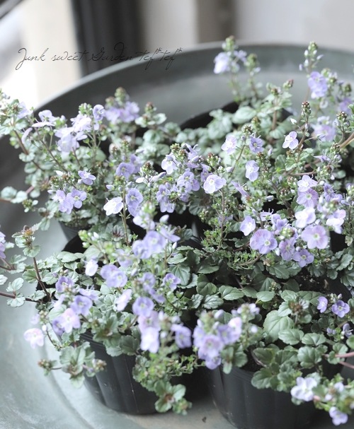 �٥��˥����ڥȥ�󥨥����إ����������ڥ꡼�֥롼��