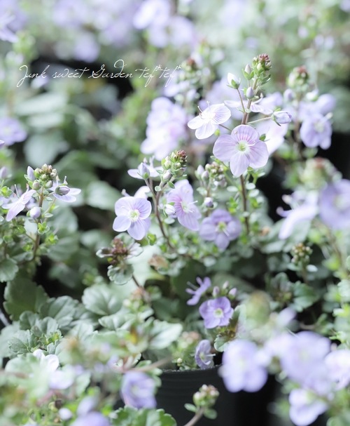 �٥��˥����ڥȥ�󥨥����إ����������ڥ꡼�֥롼��