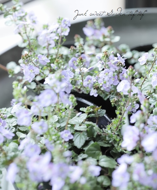 ベロニカ・ペトランエア 『ウォーターペリーブルー』 | すべての