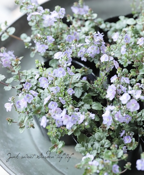 �٥��˥����ڥȥ�󥨥����إ����������ڥ꡼�֥롼��