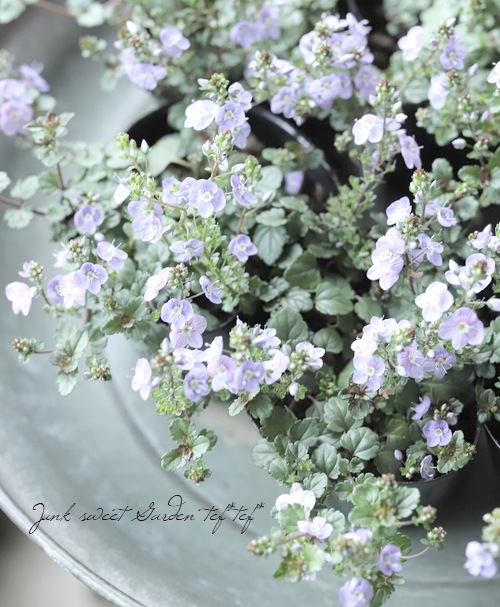 �٥��˥����ڥȥ�󥨥����إ����������ڥ꡼�֥롼��