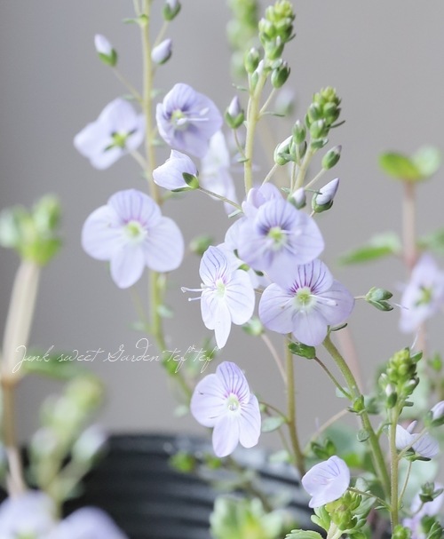 �٥��˥����ڥȥ�󥨥����إ����������ڥ꡼�֥롼��