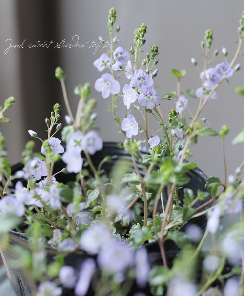 �٥��˥����ڥȥ�󥨥����إ����������ڥ꡼�֥롼��