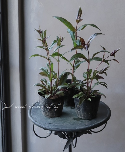 銅葉ペンステモン ハスカーレッド 白 薄ピンク花 小さめ花なし10 Off すべての商品 Junk Sweet Garden Tef Tef