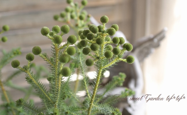 バーゼリア ふわふわのボール花 すべての商品 Junk Sweet Garden Tef Tef