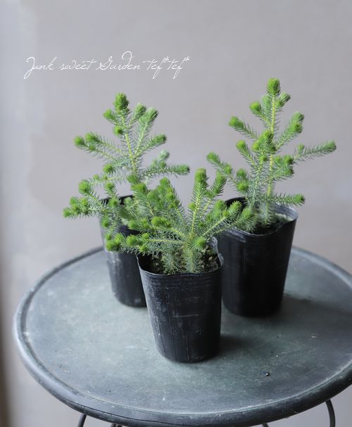 バーゼリア ふわふわのボール花 すべての商品 Junk Sweet Garden Tef Tef