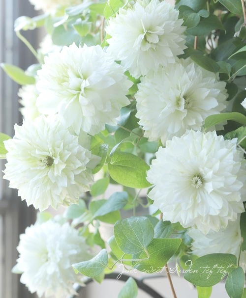 Ȭ�ź餭����ޥ������ؤ��Ϥʡ�