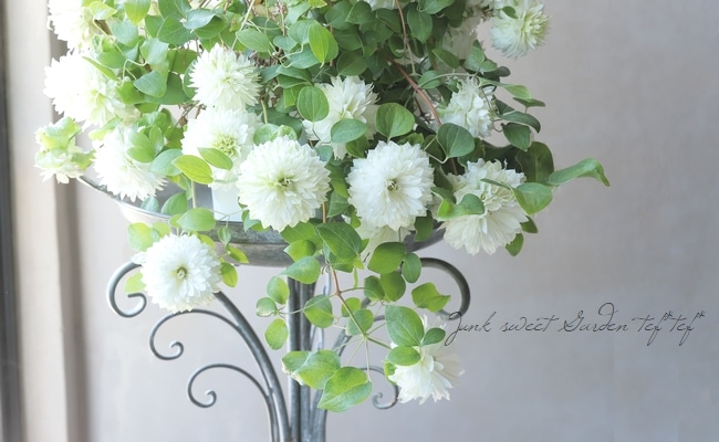 はなはな 八重咲きクレマチス 『こはな』 | すべての商品 | | Junk sweet Garden