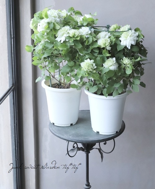 Ȭ�ź餭����ޥ������ؤ��Ϥʡ�